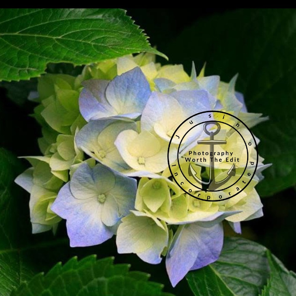 Blue and Yellow Hydrangea Photograph